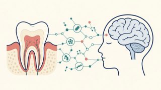 歯と歯ぐきから神経・分子のネットワークが脳へとつながる口腔–脳軸を表すフラットイラスト